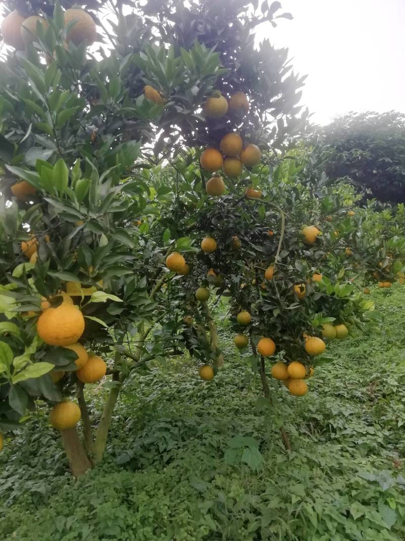 四川眉山仁寿春见耙耙柑9斤箱包邮（偏远地区除外）