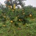 四川眉山仁寿春见耙耙柑9斤箱包邮（偏远地区除外）