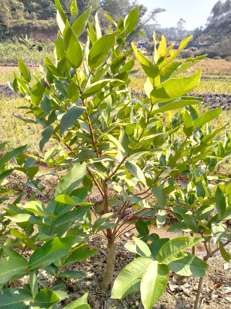 【品种齐全】莲雾种苗大叶红莲雾黑金刚莲雾黑糖芭比莲雾