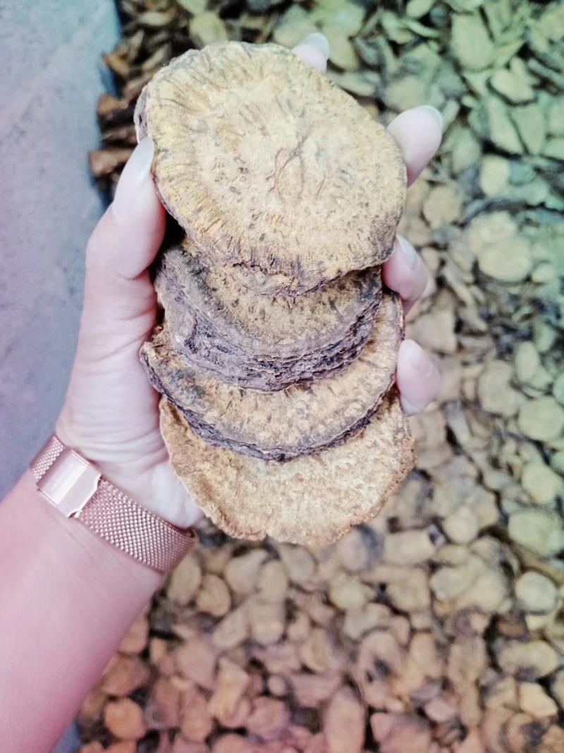 供应大黄马蹄大黄干货切片，烘干无硫大黄