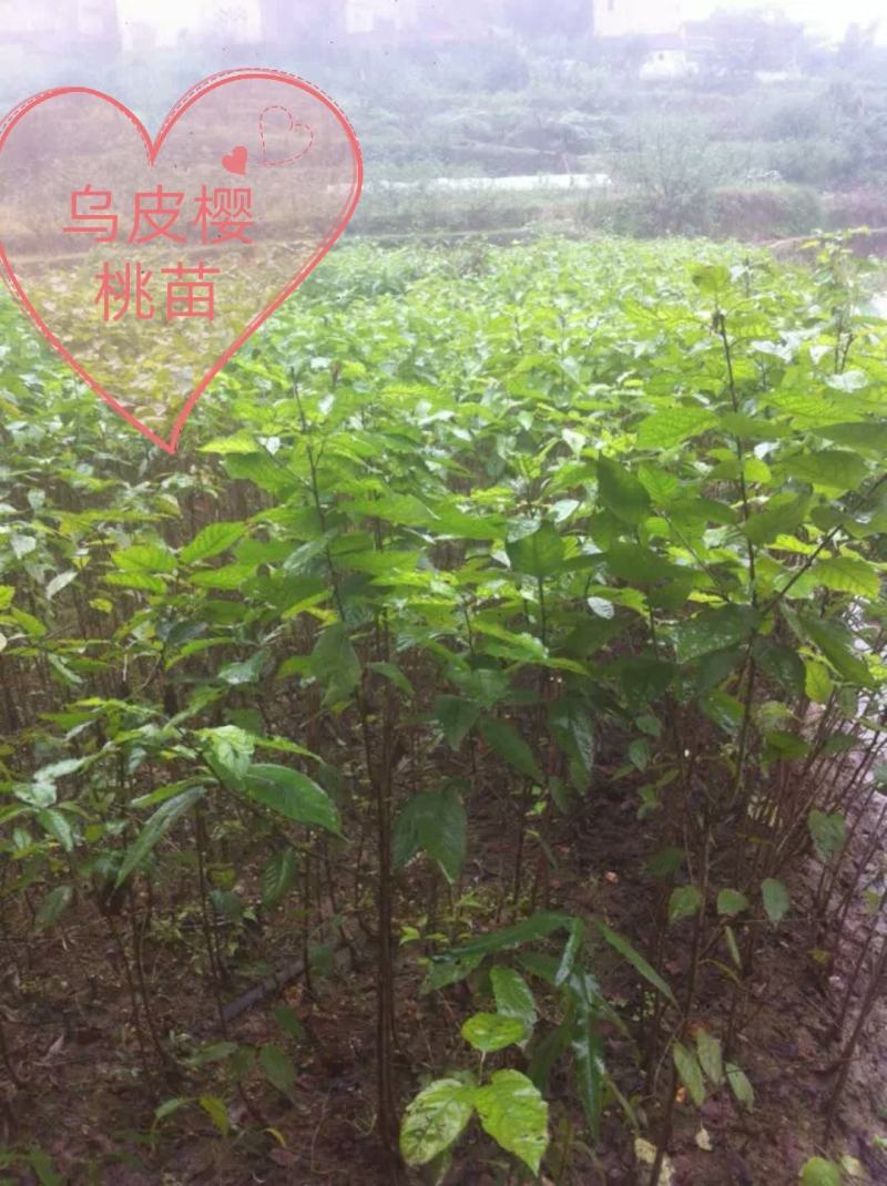 大量出售乌皮樱桃苗品种纯正技术有保障基地直销