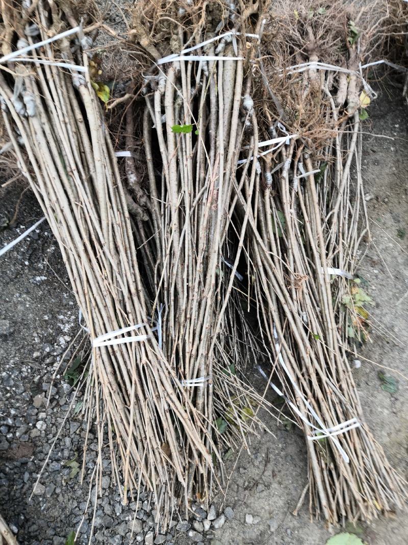 大量出售乌皮樱桃苗品种纯正技术有保障基地直销