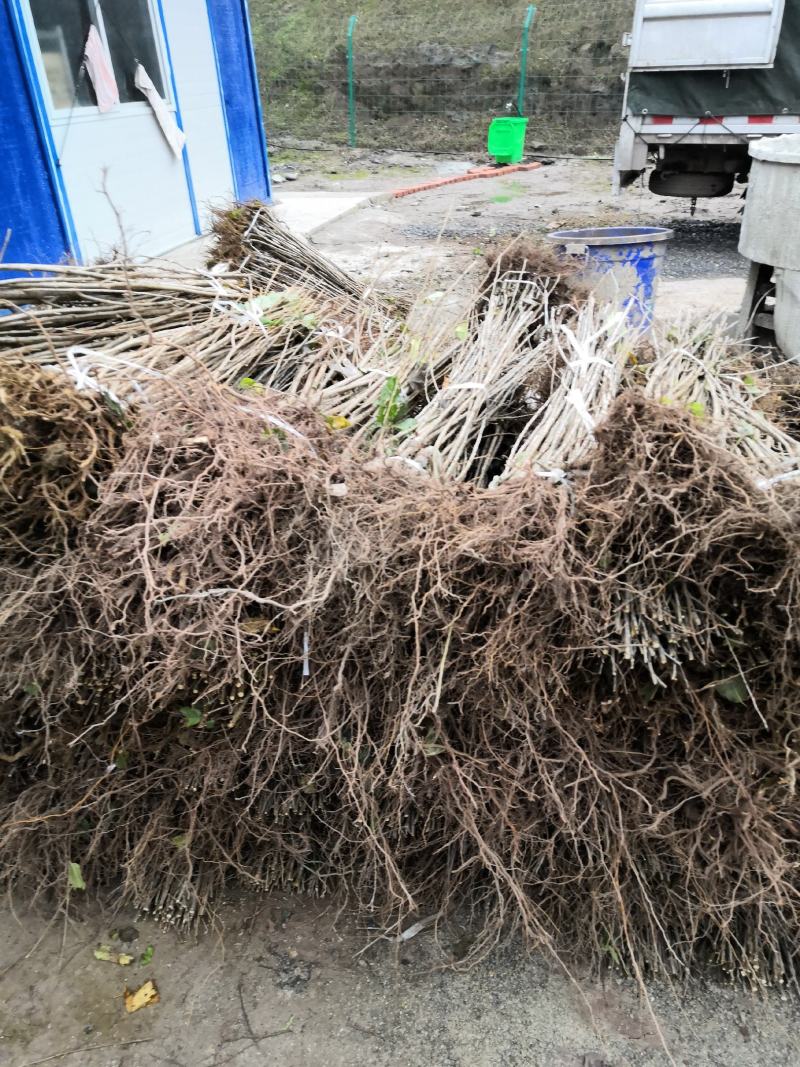 大量出售乌皮樱桃苗品种纯正技术有保障基地直销