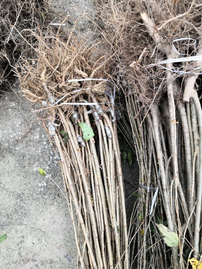 大量出售乌皮樱桃苗品种纯正技术有保障基地直销