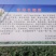 湖北产地菜花上市，发货全国，诚信为您代收，欢迎采购咨询