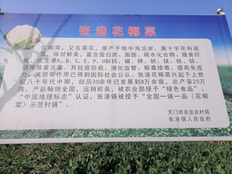 湖北产地菜花上市，发货全国，诚信为您代收，欢迎采购咨询
