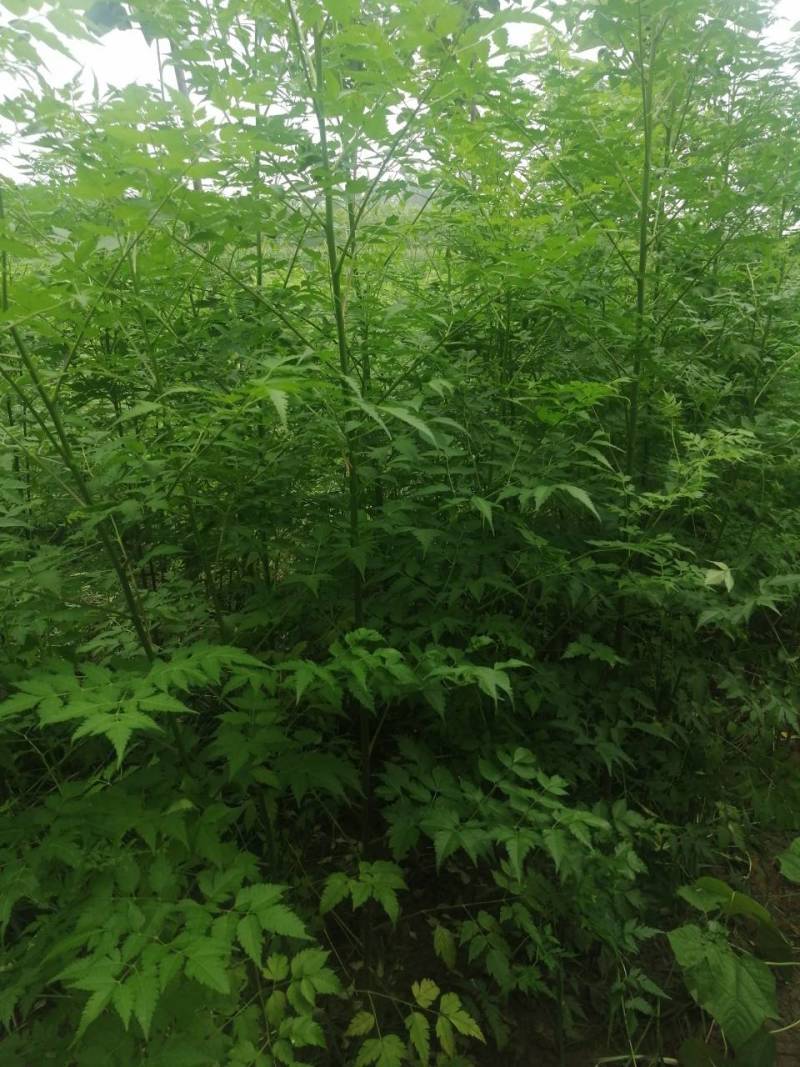 苦楝小苗川楝小苗楝树小苗价格楝树小苗清地处理