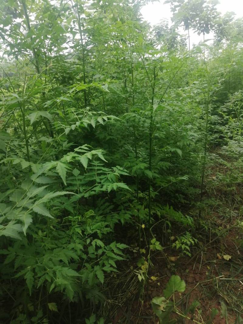 苦楝小苗川楝小苗楝树小苗价格楝树小苗清地处理