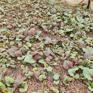 鱼腥草专卖，嫩叶，嫩芽。量大从优