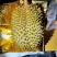 金枕液氮泰国金枕榴莲A果皮博香甜软弱批发