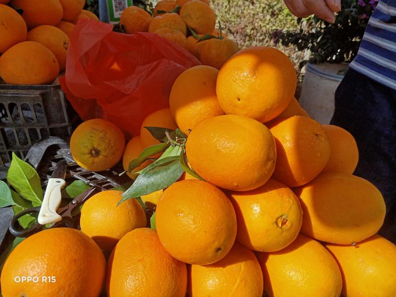 云南柑橘椪柑柑橘基地直发量大从优可视频看货