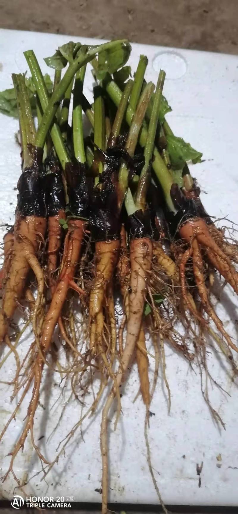 供应马蹄大黄种苗恩施马蹄大黄苗子华中药库基地直供马蹄大黄
