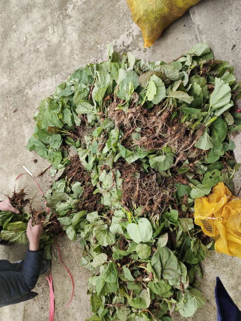 供应马蹄大黄种苗恩施马蹄大黄苗子华中药库基地直供马蹄大黄