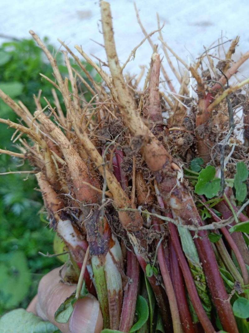 供应马蹄大黄种苗恩施马蹄大黄苗子华中药库基地直供马蹄大黄