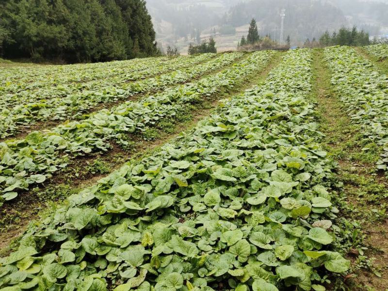 供应马蹄大黄种苗恩施马蹄大黄苗子华中药库基地直供马蹄大黄