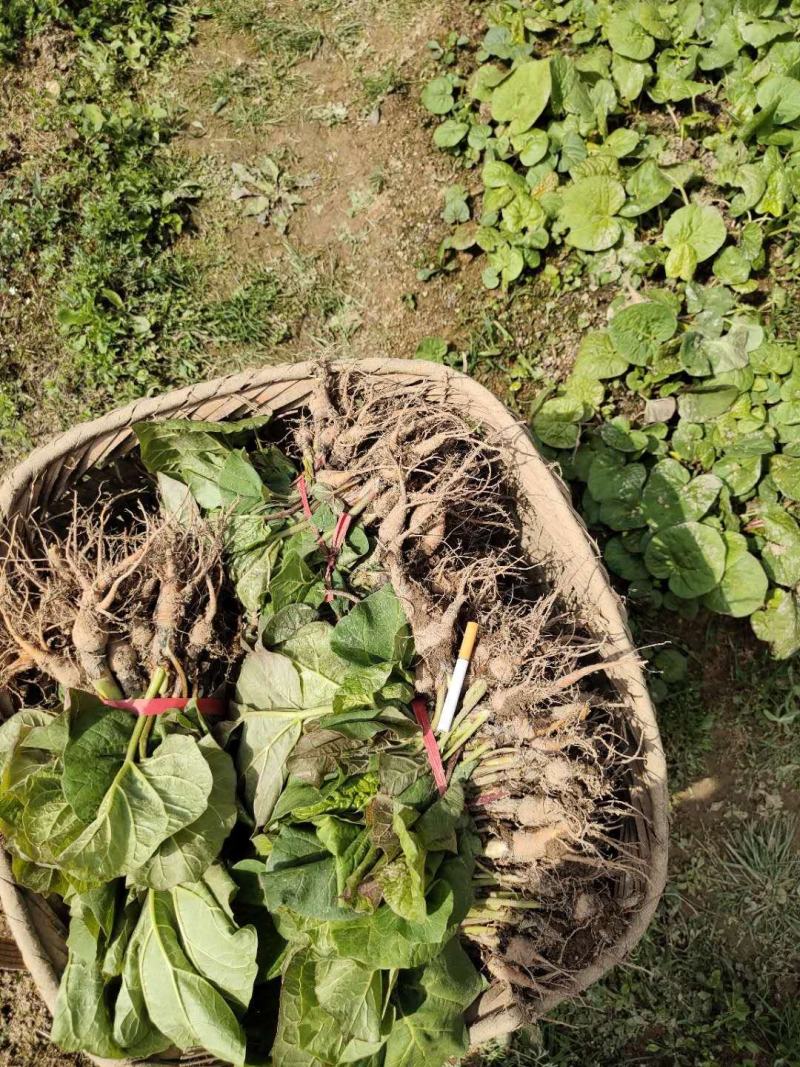 供应马蹄大黄种苗恩施马蹄大黄苗子华中药库基地直供马蹄大黄