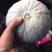 板栗南瓜：自产自销：物美价廉：品质保证……