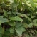 缅甸柚木金丝楠木树苗花卉绿化观赏庭院乔木经济造林植物种苗