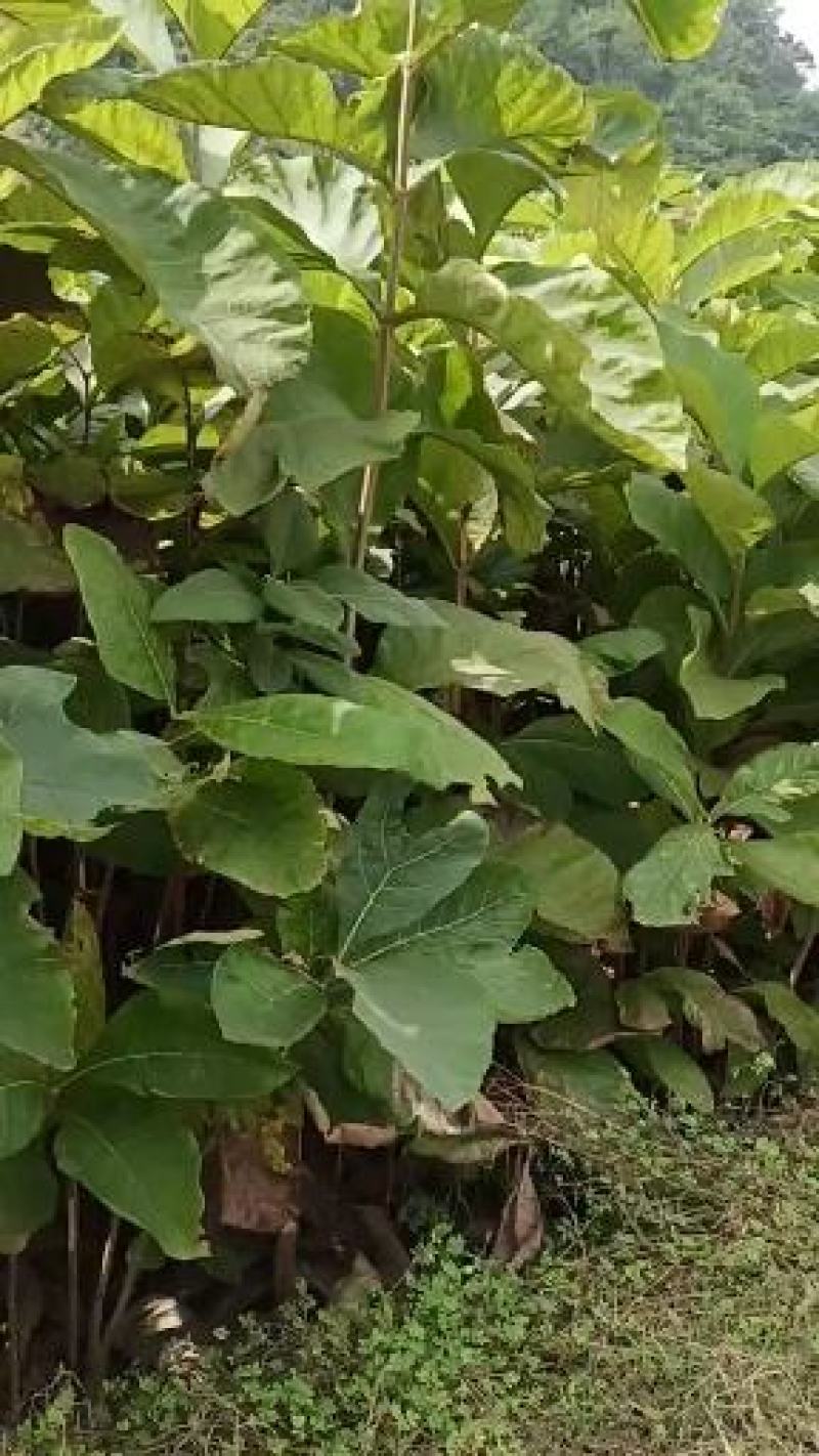 缅甸柚木金丝楠木树苗花卉绿化观赏庭院乔木经济造林植物种苗