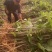 缅甸柚木金丝楠木树苗花卉绿化观赏庭院乔木经济造林植物种苗