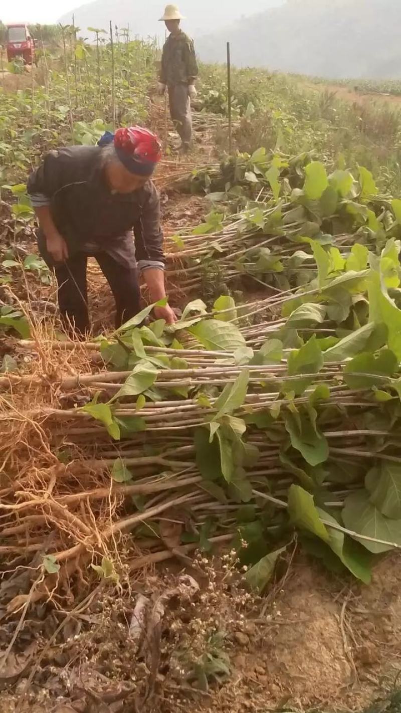 缅甸柚木金丝楠木树苗花卉绿化观赏庭院乔木经济造林植物种苗