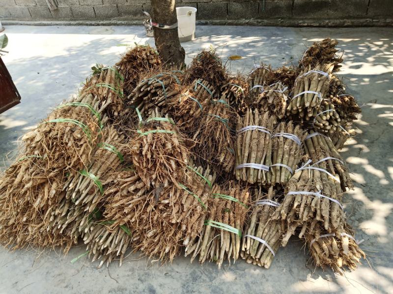 缅甸柚木金丝楠木树苗花卉绿化观赏庭院乔木经济造林植物种苗