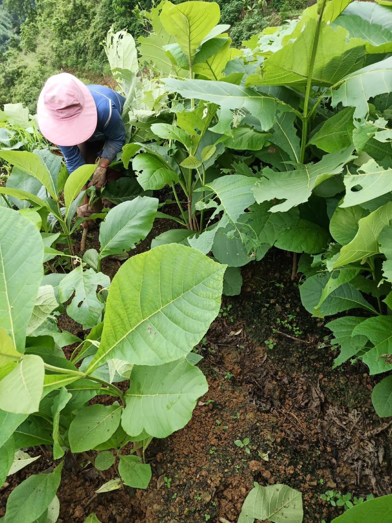 缅甸柚木金丝楠木树苗花卉绿化观赏庭院乔木经济造林植物种苗