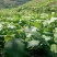 缅甸柚木金丝楠木树苗花卉绿化观赏庭院乔木经济造林植物种苗