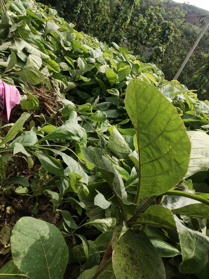 缅甸柚木金丝楠木树苗花卉绿化观赏庭院乔木经济造林植物种苗