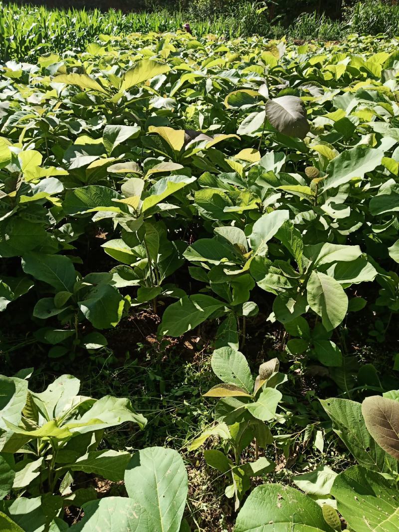 缅甸柚木金丝楠木树苗花卉绿化观赏庭院乔木经济造林植物种苗