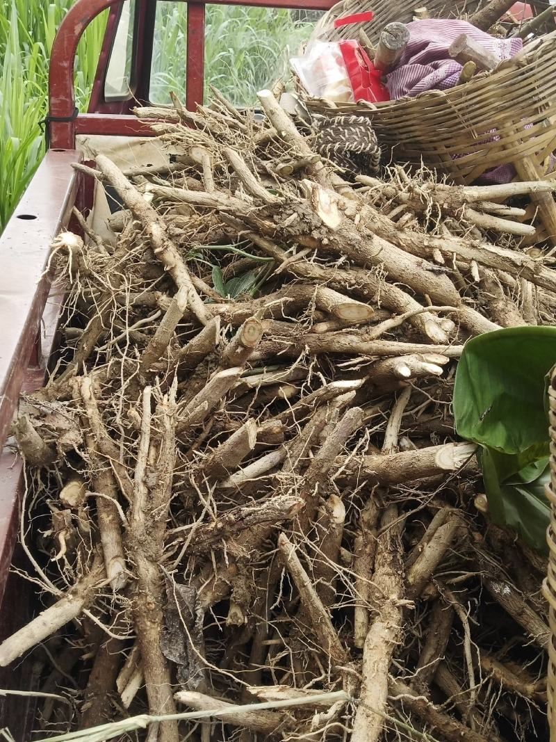 缅甸柚木金丝楠木树苗花卉绿化观赏庭院乔木经济造林植物种苗