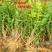 茉莉花苗二年散苗春季剪枝发货批发