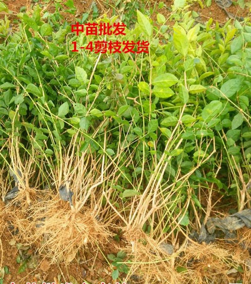 茉莉花苗二年散苗春季剪枝发货批发