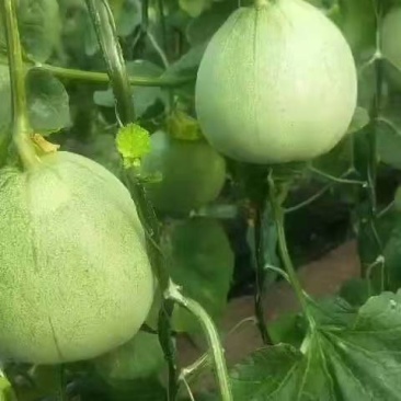 北镇绿宝石甜瓜大量上市需要的客商前来采购