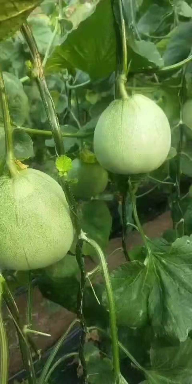 北镇绿宝石甜瓜大量上市需要的客商前来采购