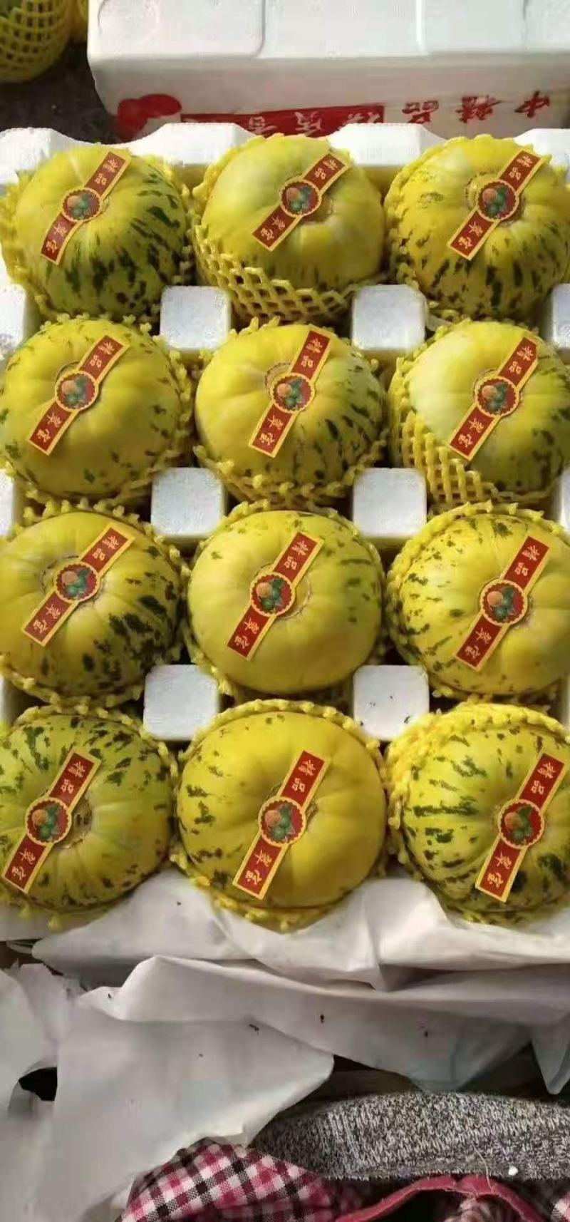 北镇绿宝石甜瓜大量上市需要的客商前来采购