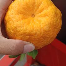 云南椪柑橘，十一月份大量上市中……