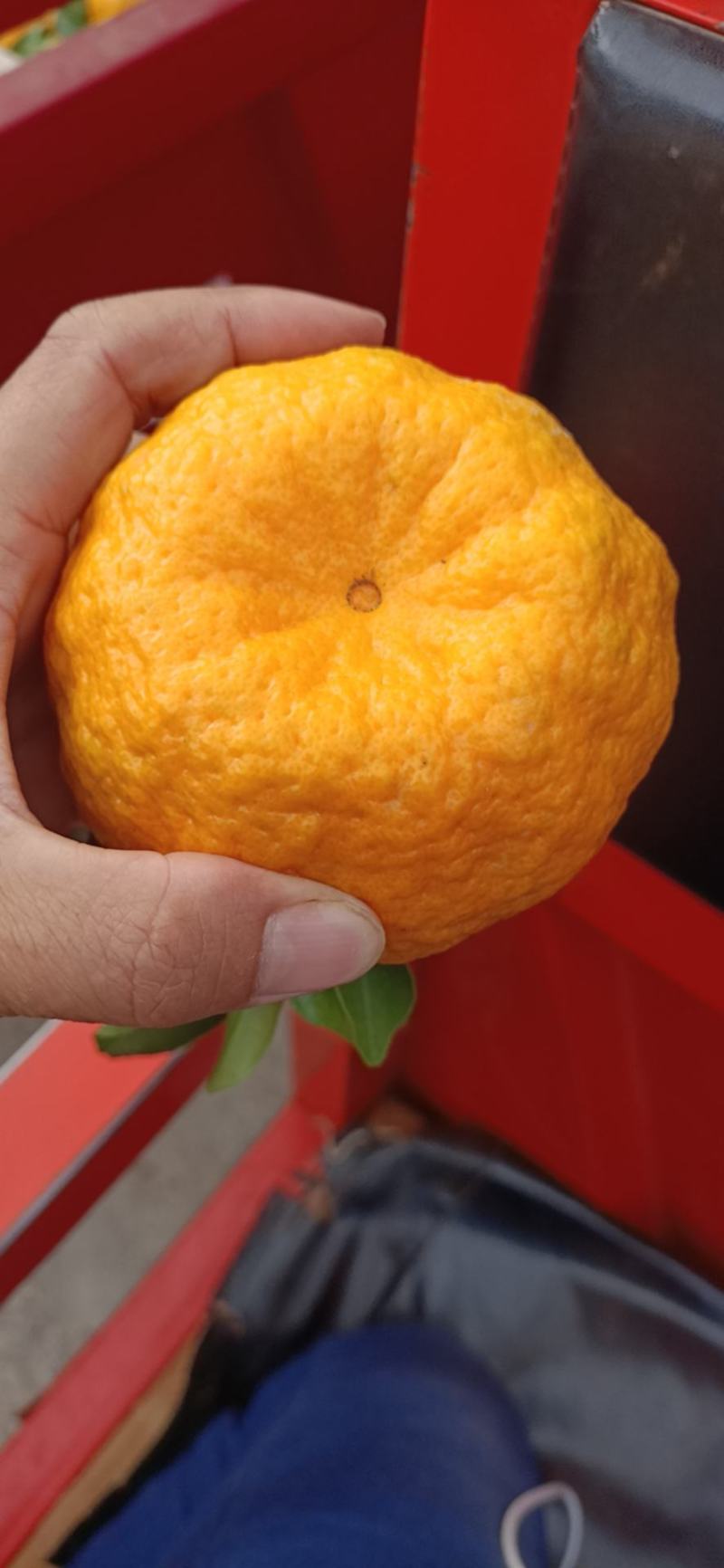 云南椪柑橘，十一月份大量上市中……