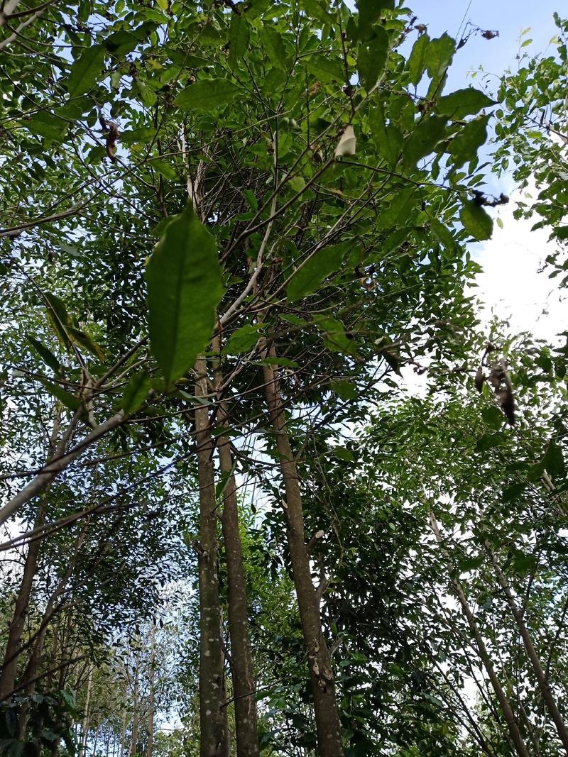 缅甸沉香树苗绿化观赏庭院绿化庭院花卉经济造林种植乔木种苗