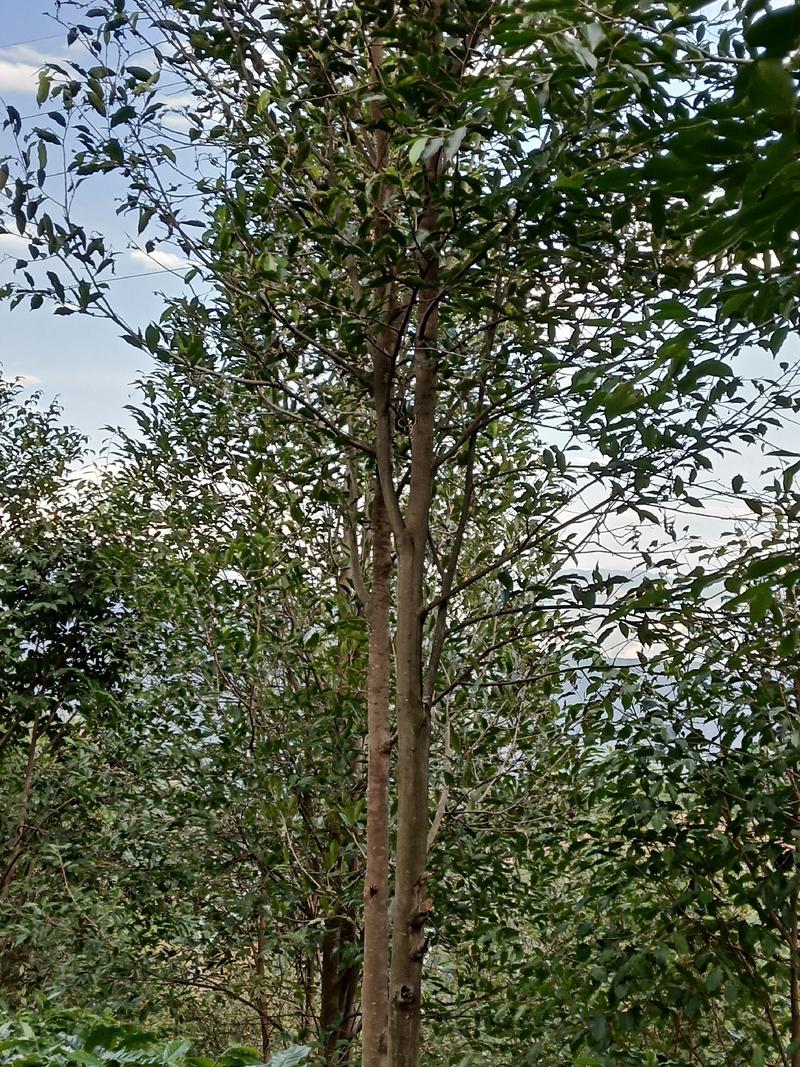 缅甸沉香树苗绿化观赏庭院绿化庭院花卉经济造林种植乔木种苗