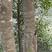 缅甸沉香树苗绿化观赏庭院绿化庭院花卉经济造林种植乔木种苗