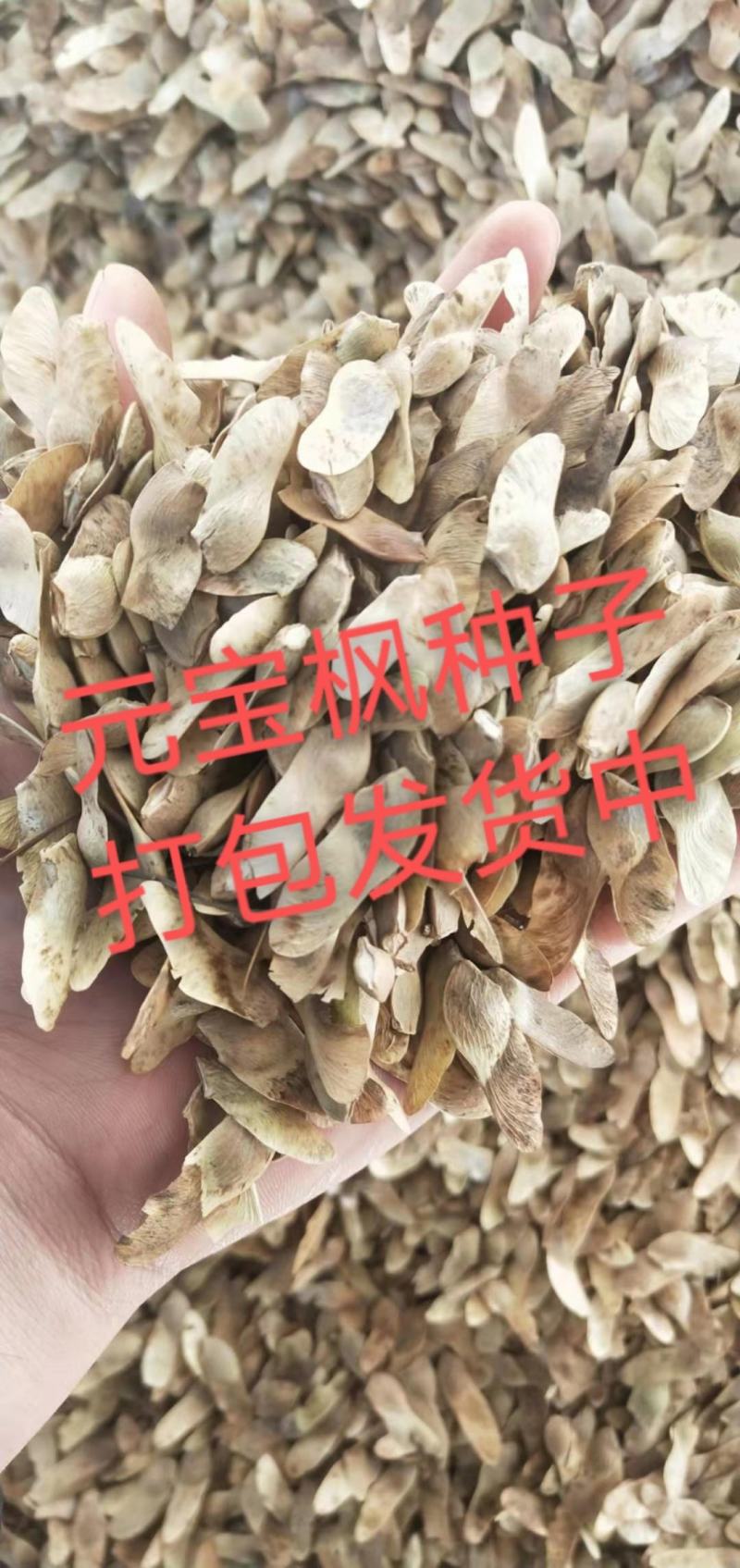 产地五角枫种子多少钱一斤