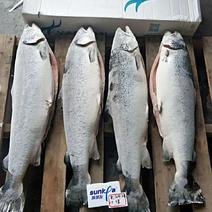 智利三文鱼大量到货有要的