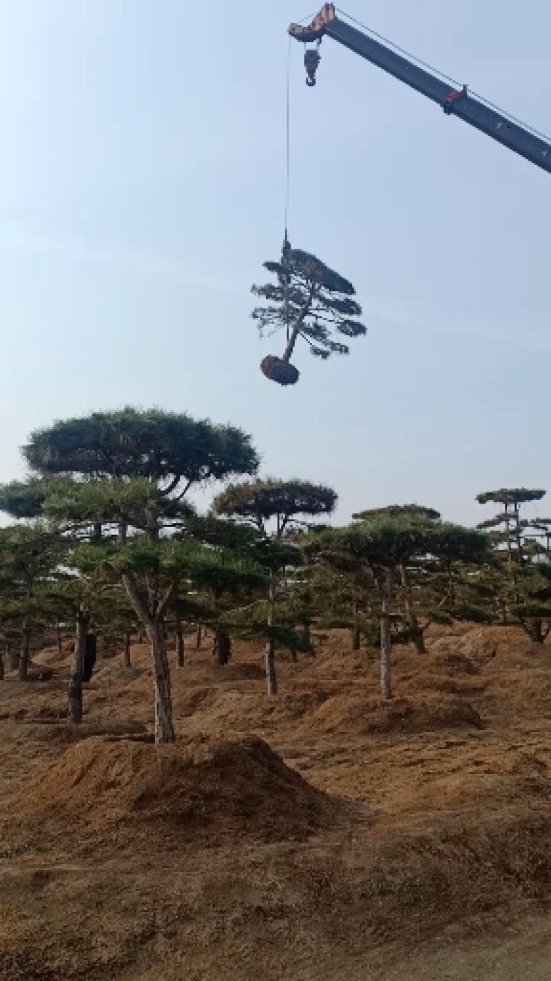 造型油松绿化苗木山东造型油松基地供应价格便宜造型精美