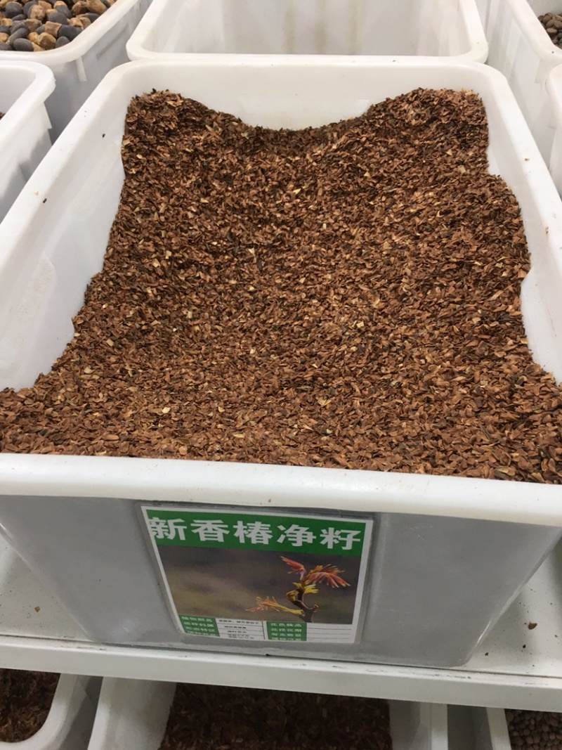 红油香椿种子蔬菜种子阳台庭院盆栽四季播易种速生种子
