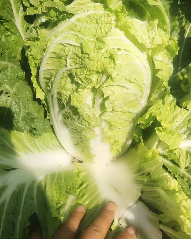 [优质]黄心大白菜翠绿鲜嫩产地直销诚信经营