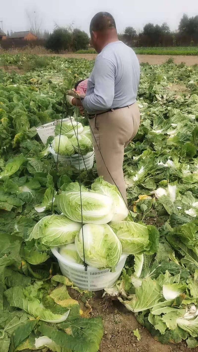 [优质]黄心大白菜翠绿鲜嫩产地直销诚信经营
