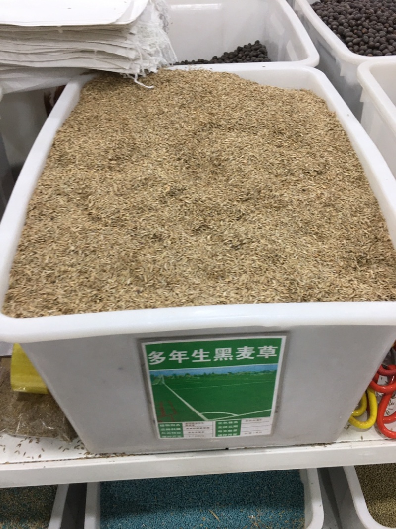 进口草坪种子黑麦草种子草籽耐磨耐践踏再生力强小区工程绿化