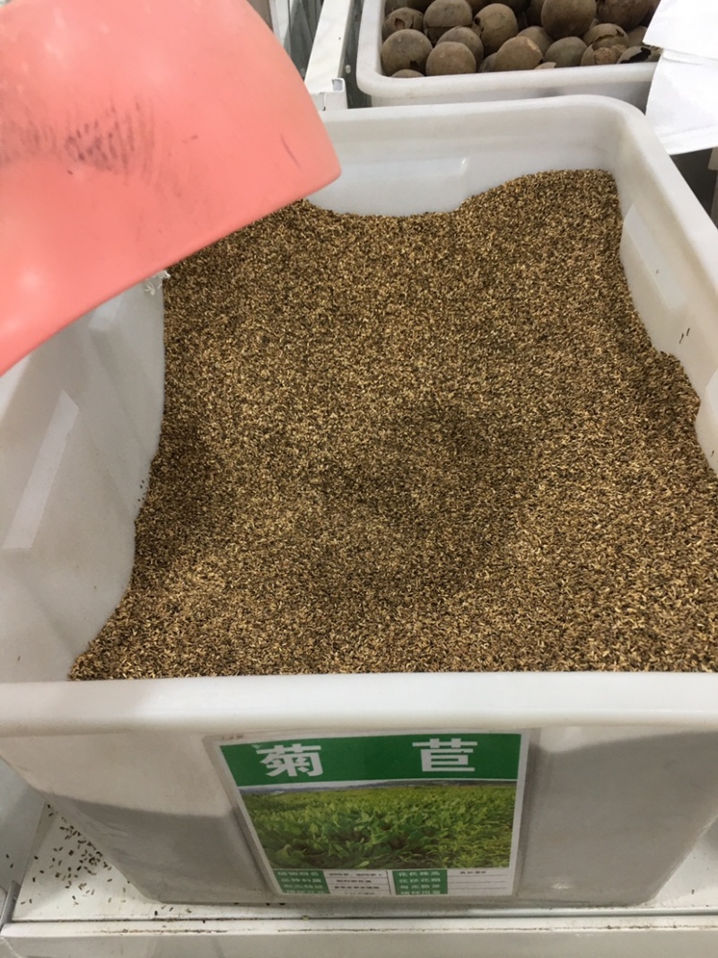 进口将军菊苣种子大叶菊苣多年生四季牧草种子猪牛羊鸡鸭鹅鱼