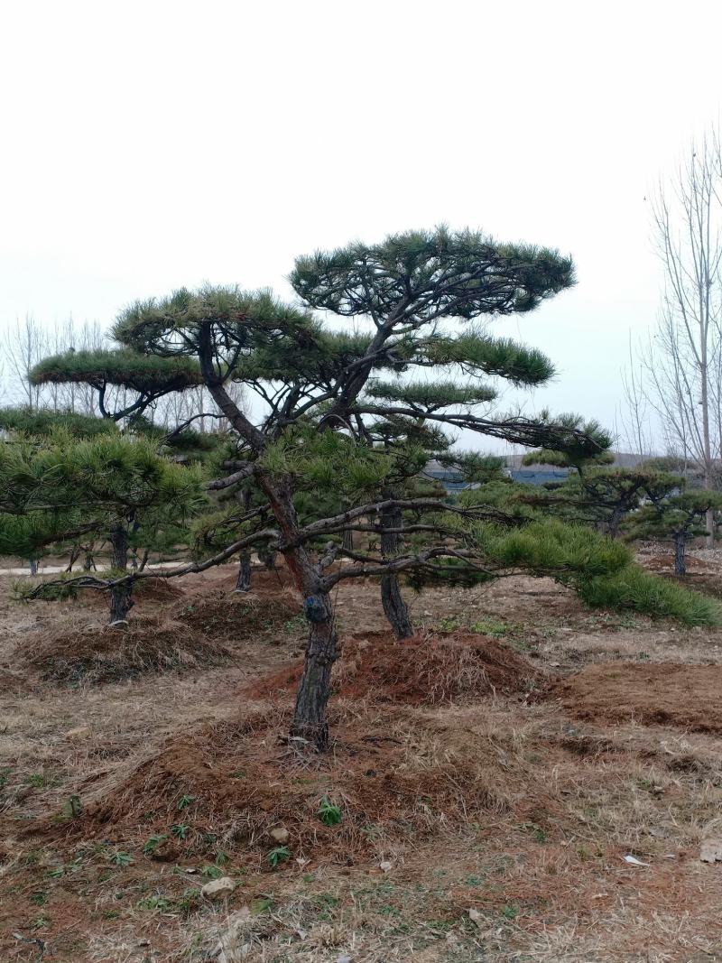 造型黑松，造型油松，包成活基地直供，包技术指导